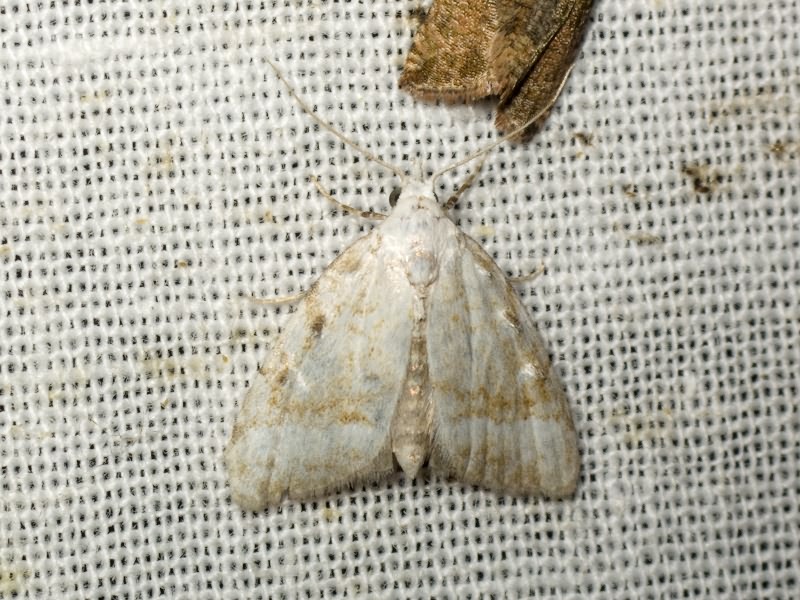 Nola aerugula (Hübner, 1793)